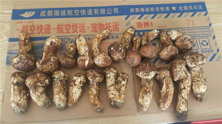 新鮮松茸托運