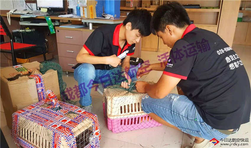 成都貴賓犬航空托運