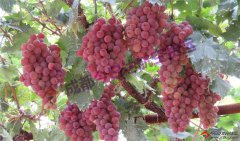 成都葡萄航空托運 機場快