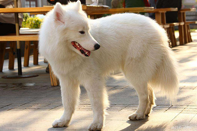 大型犬只航空快遞