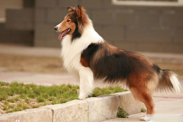 中型犬只航空快遞